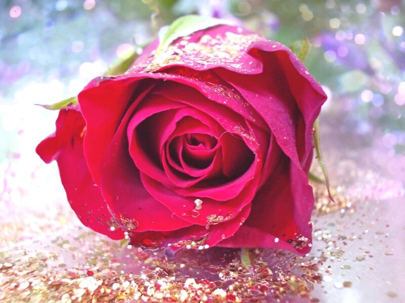 Red Rose with Glitter — Festive, Photograph