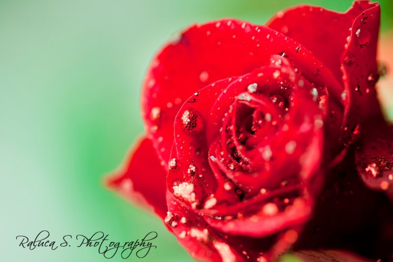 Red Rose with Glitter — Serene