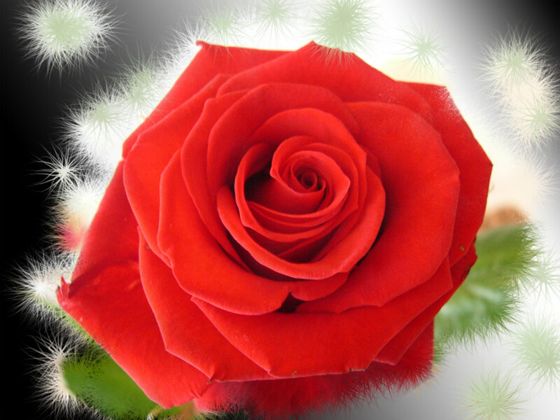 Red rose with glowing effect