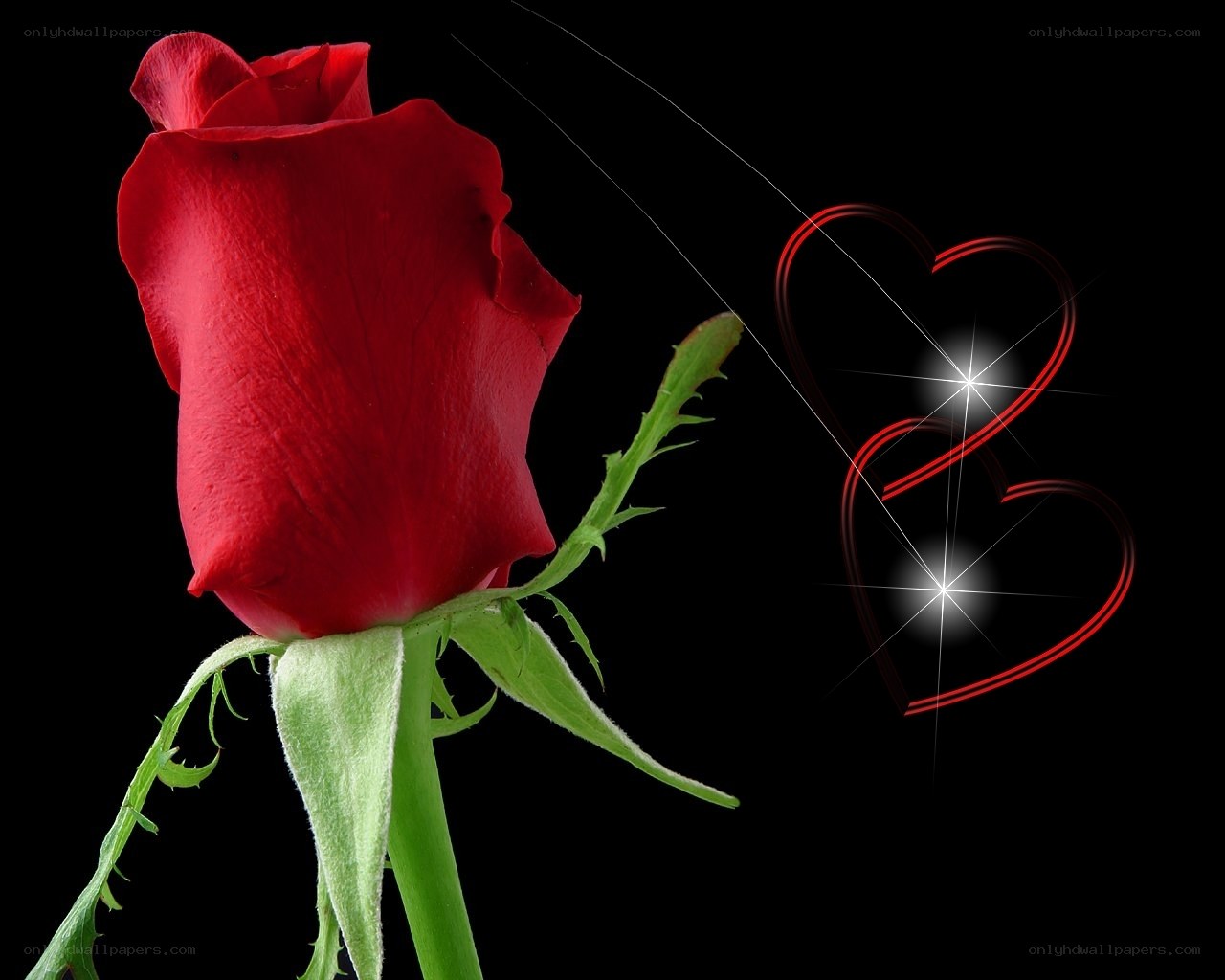 Red rose with glowing hearts