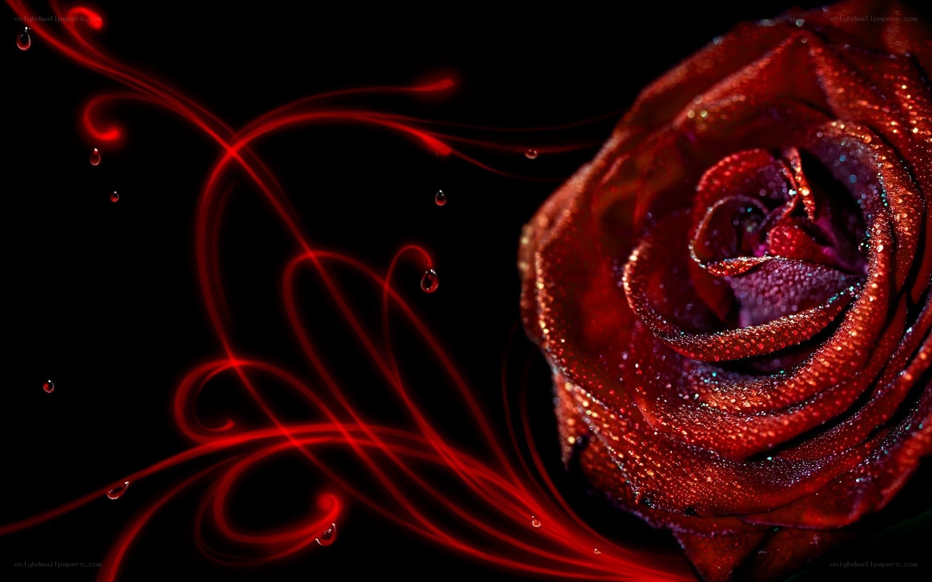 Red rose with glowing lines