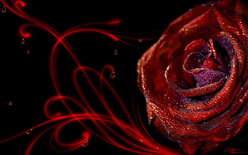 Red rose with glowing lines