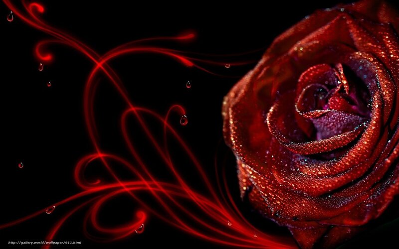Red rose with glowing lines