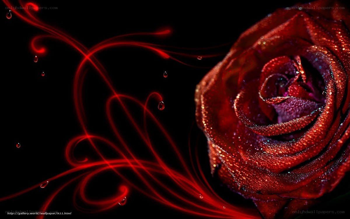 Red rose with glowing lines