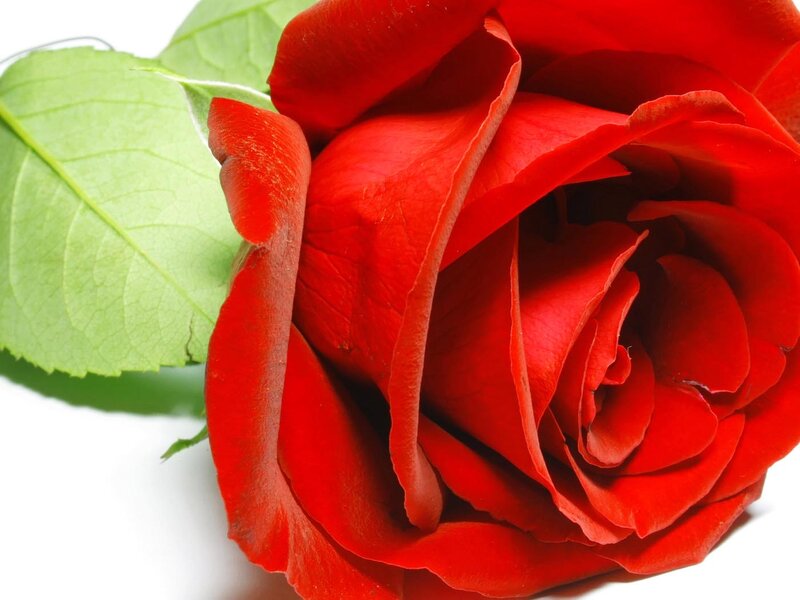 Red Rose with Green Leaf — Calm, Photograph, Green Leaf