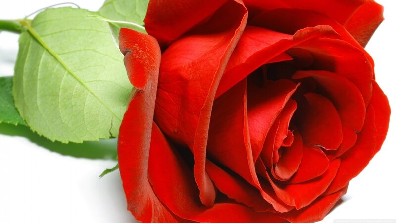 Red Rose with Green Leaf — Calm, Photograph, Stem