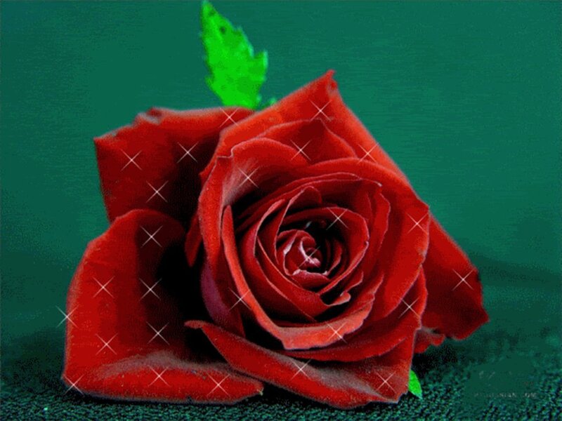 Red Rose with Green Leaf — Calm