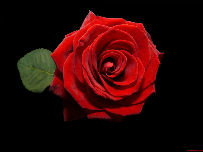 Red Rose with Green Leaf — Dramatic
