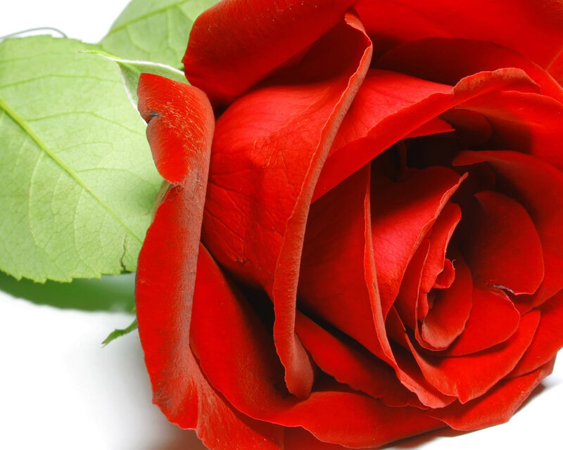 Red Rose with Green Leaf