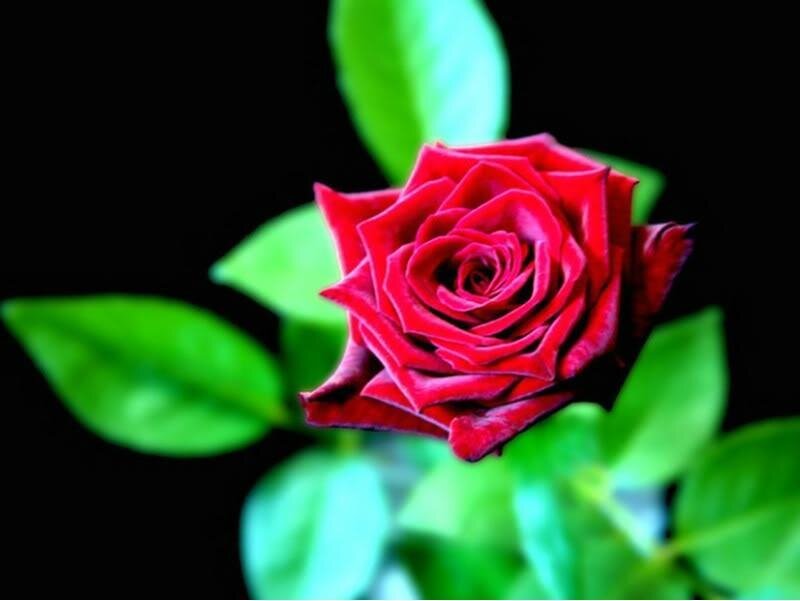 Red rose with green leaves