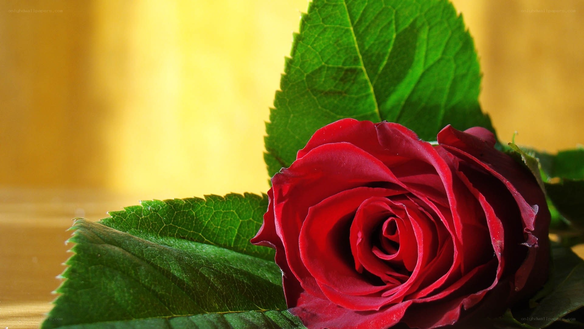 Red rose with green leaves