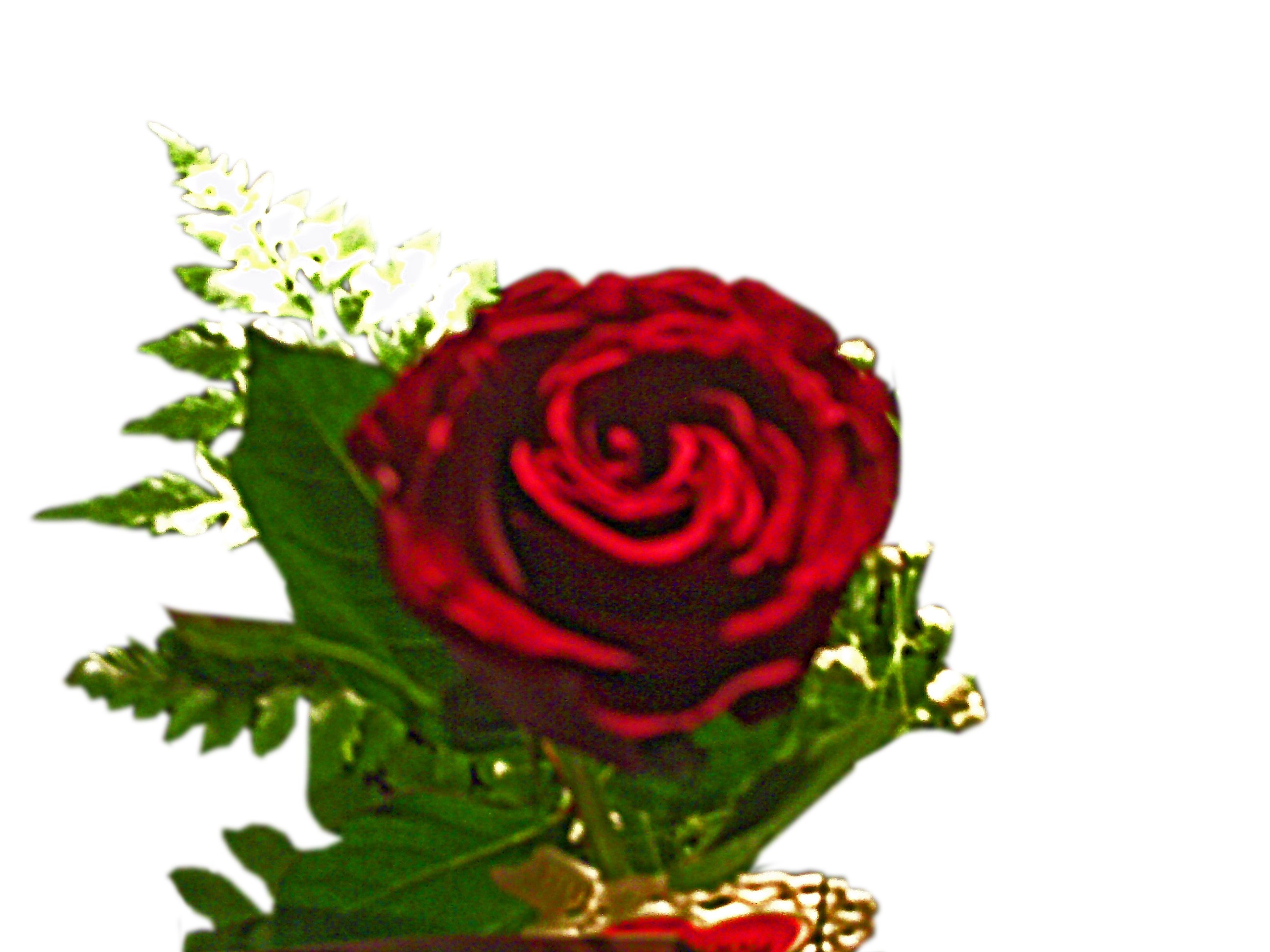 red rose with green leaves