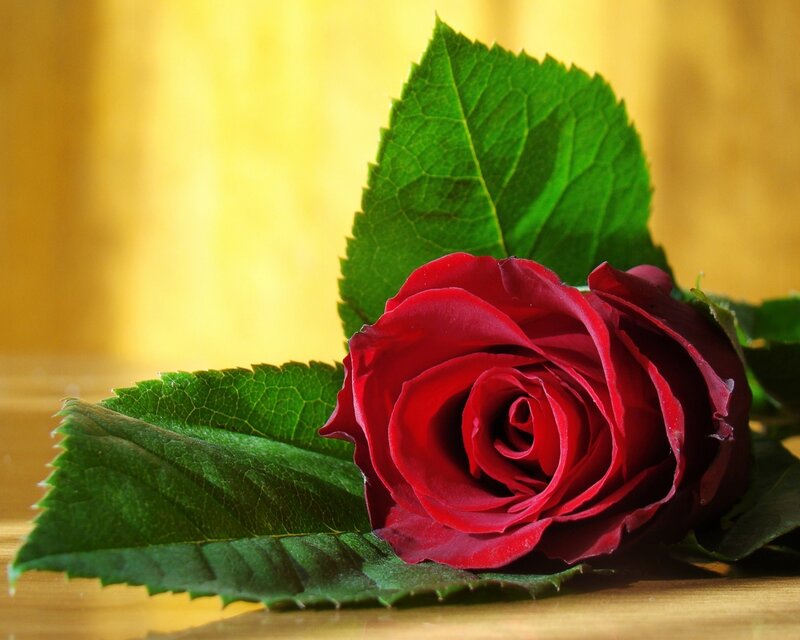 Red rose with green leaves