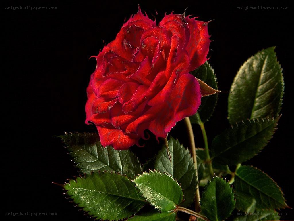 Red rose with green leaves