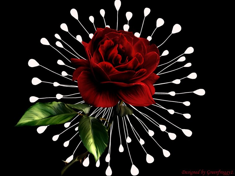 Red Rose with Green Leaves — Black