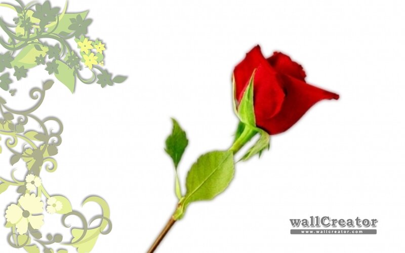Red Rose with Green Leaves — Calm, Photograph, Green Vines