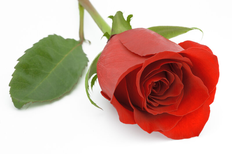 Red Rose with Green Leaves — Calm, Photograph, Stem, Leaf
