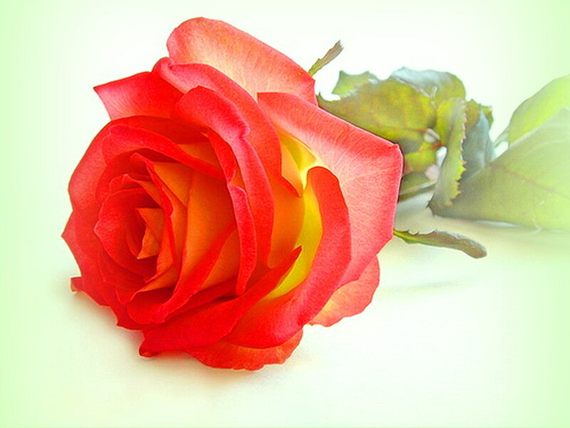Red Rose with Green Leaves — Calm, Photograph, Stem