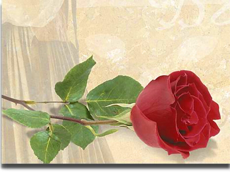 Red Rose with Green Leaves — Calm, Photograph