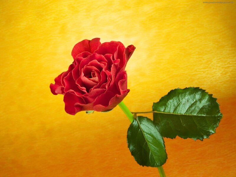 Red Rose with Green Leaves — Calm