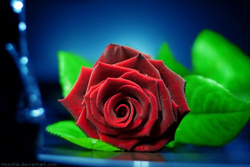 Red Rose with Green Leaves — Dramatic, Photograph, Blue Background