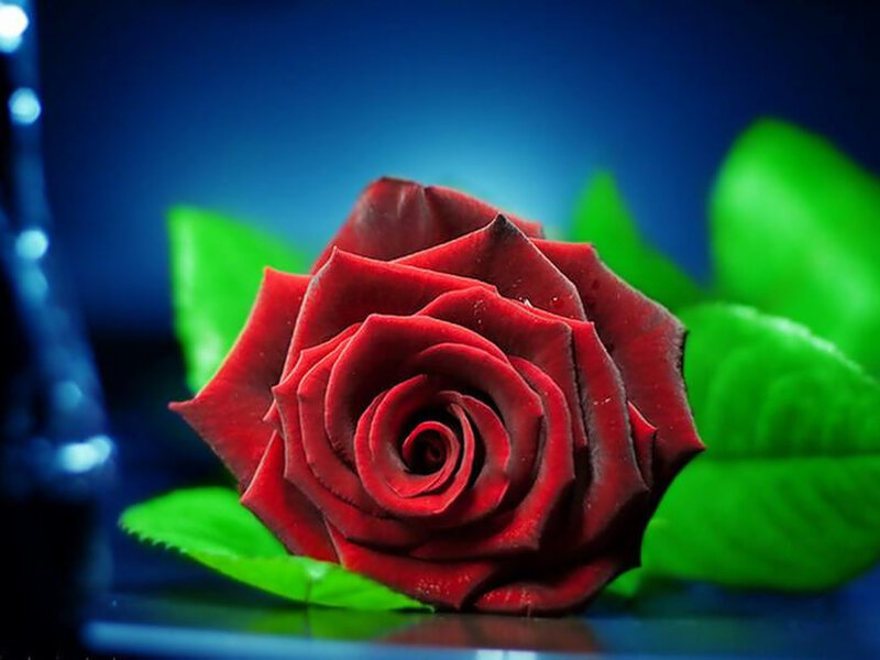 Red Rose with Green Leaves — Dramatic, Photograph, Green Leaves