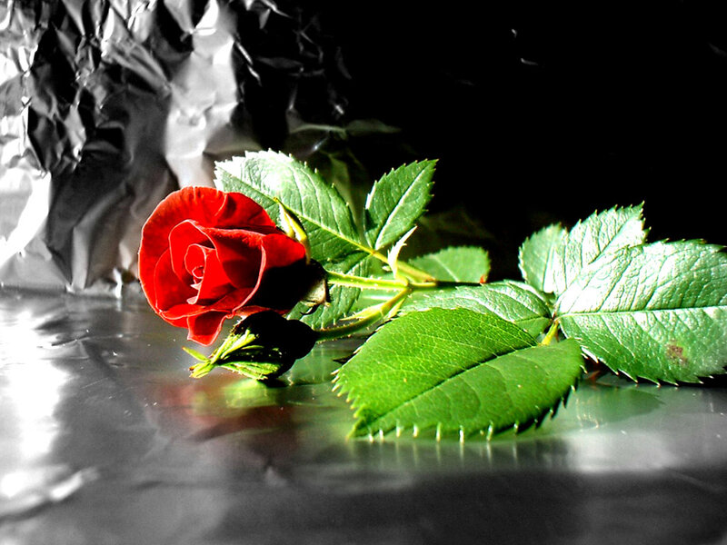 Red Rose with Green Leaves — Dramatic, Photograph, Stem