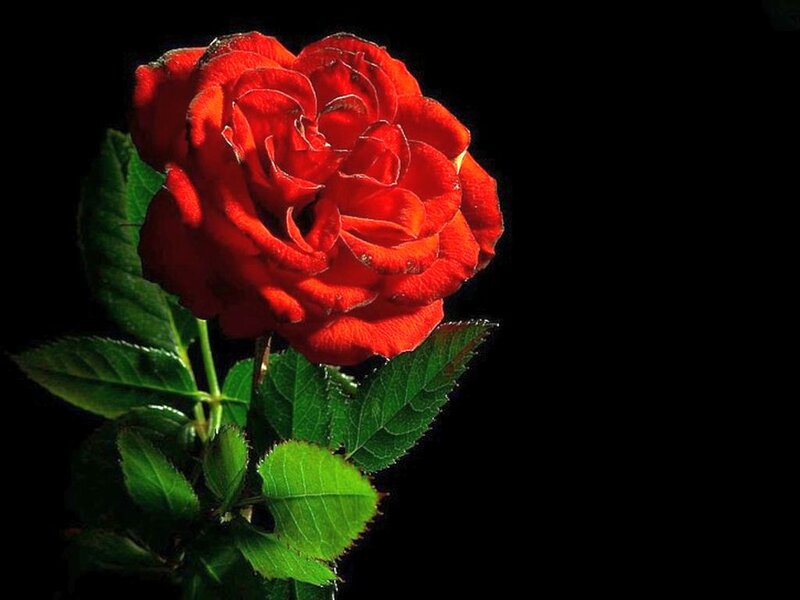 Red Rose with Green Leaves — Dramatic, Photograph