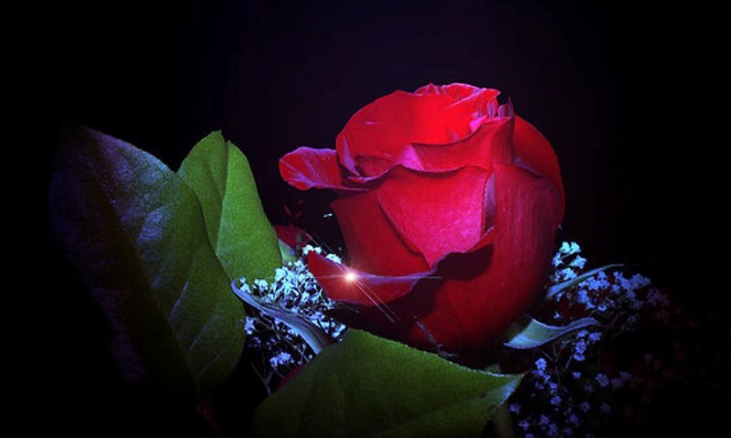 Red Rose with Green Leaves — Dramatic