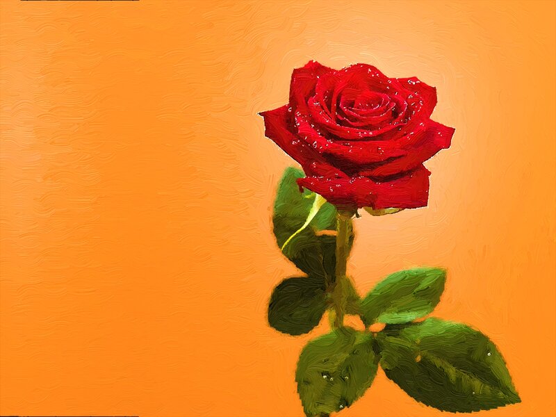 Red Rose with Green Leaves — Orange