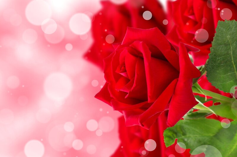 Red Rose with Green Leaves — Romantic