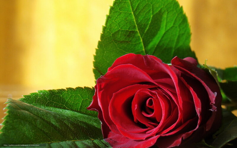Red Rose with Green Leaves — Serene, Photograph, Background