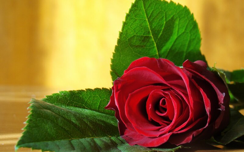 Red Rose with Green Leaves — Serene, Photograph