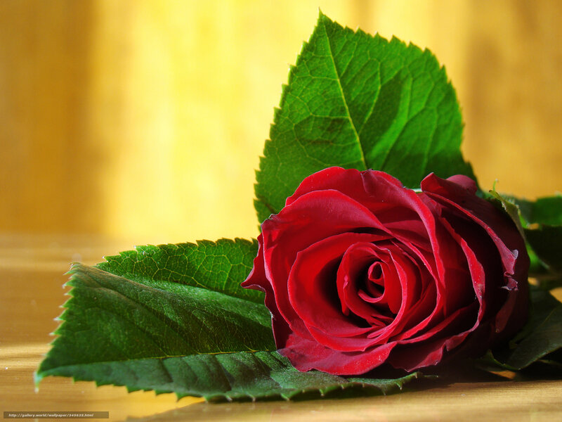 Red Rose with Green Leaves — Serene, Photograph, Wooden Surface