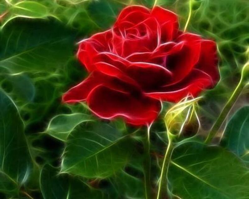 Red Rose with Green Leaves — Vibrant