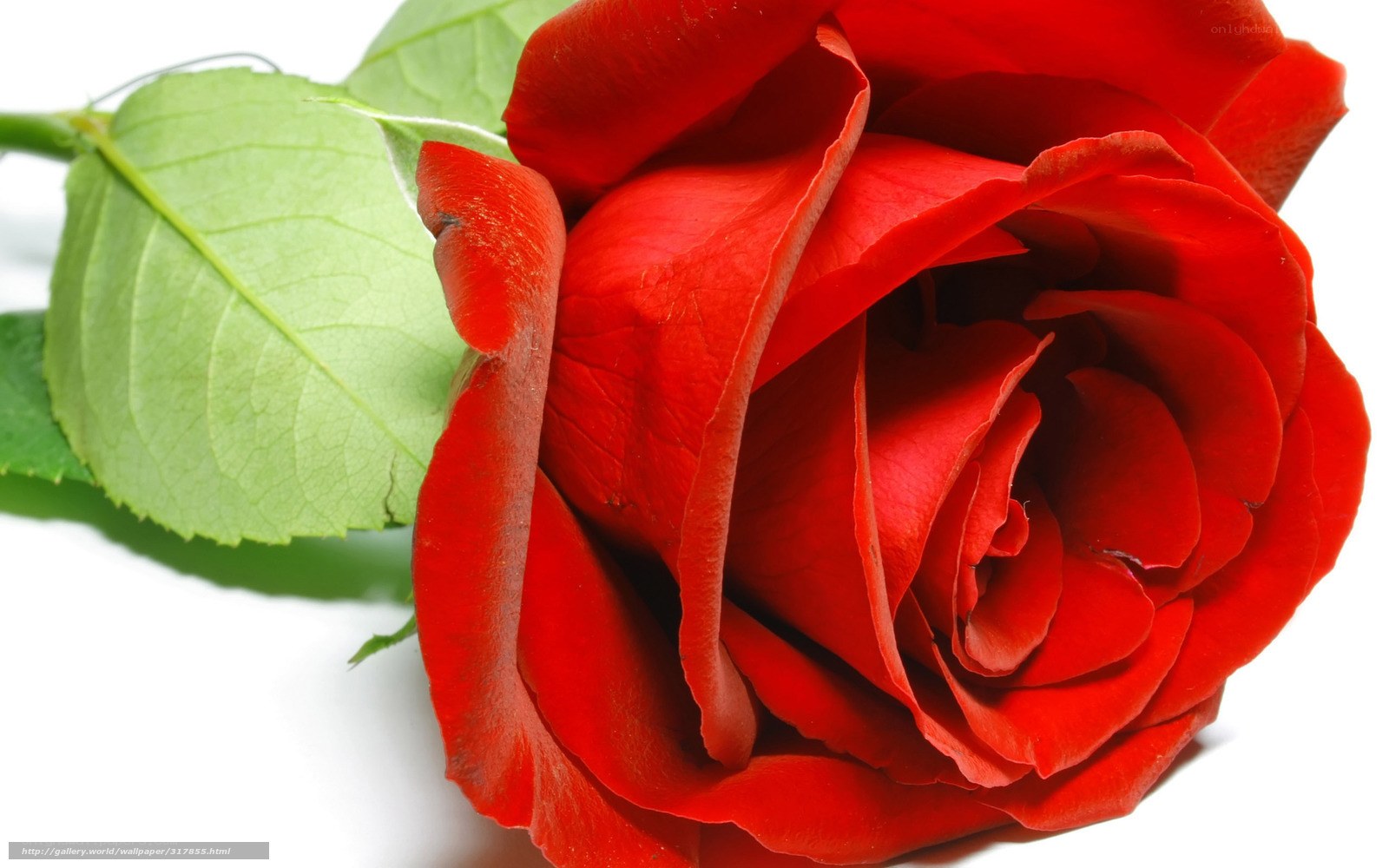Red rose with green leaves
