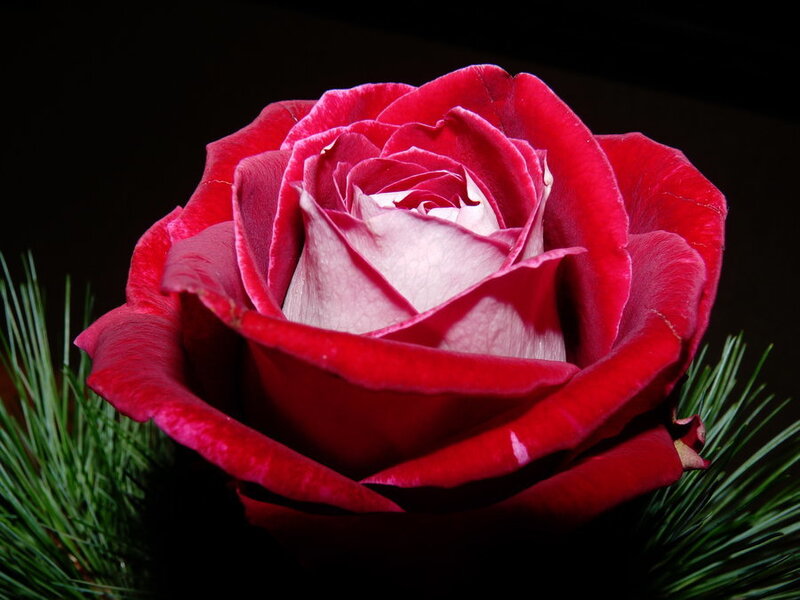 Red Rose with Green Needles