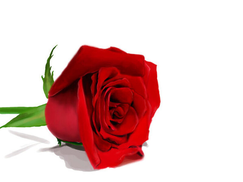 Red Rose with Green Stem — Calm