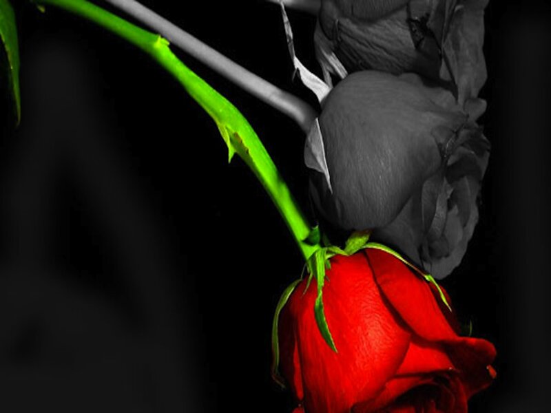 Red Rose with Green Stem — Dramatic