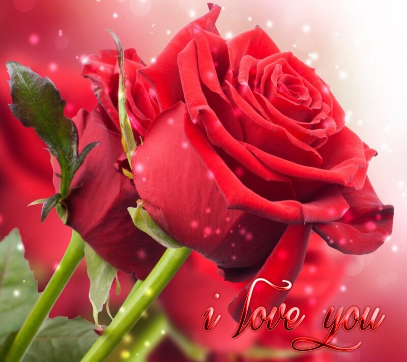 Red Rose with Green Stem — Romantic