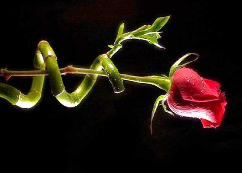 Red rose with green stem