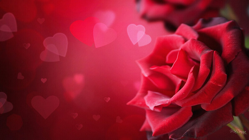Red Rose with Heart Bokeh