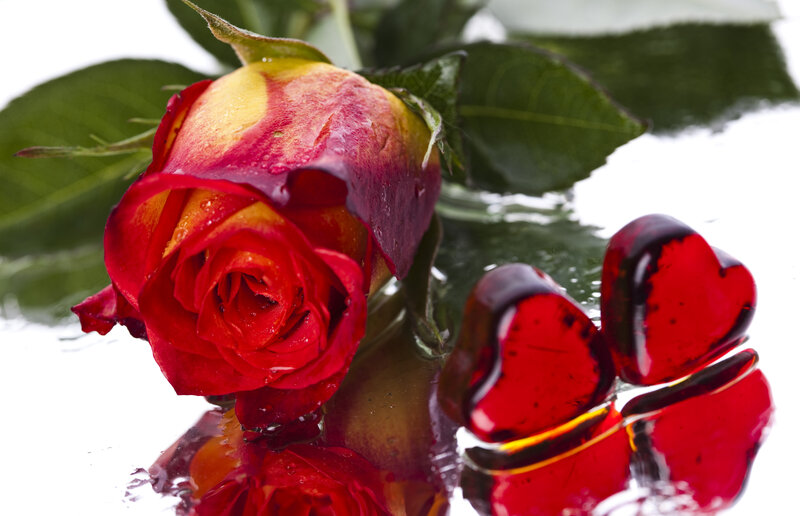 Red Rose with Heart Candies — Romantic