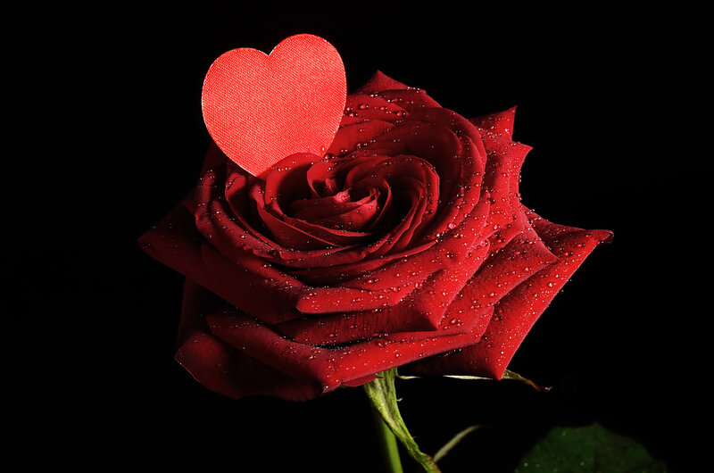 Red Rose with Heart — Dramatic