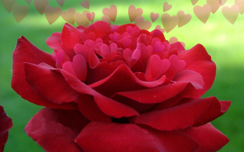 Red rose with heart overlays