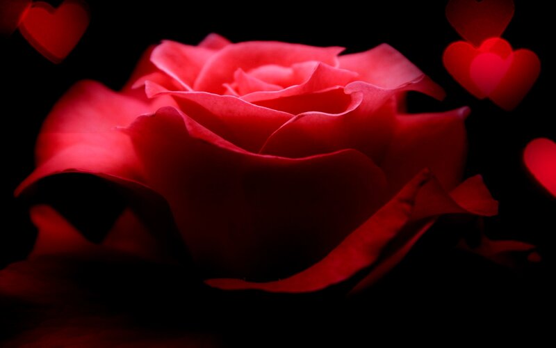 Red Rose with Heart Shapes — Dramatic