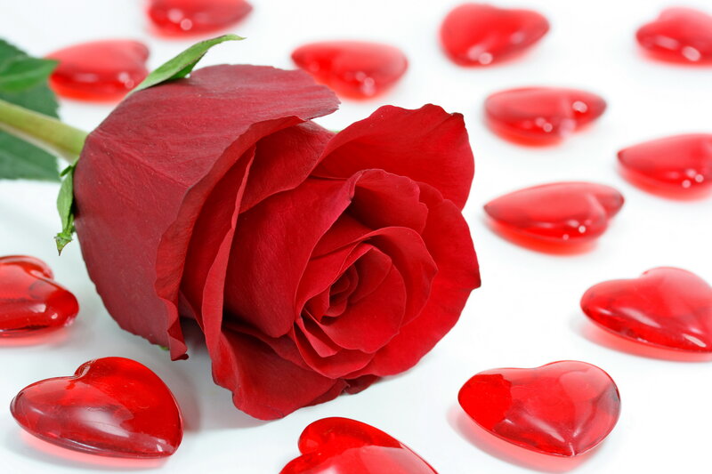 Red Rose with Heart Shapes — Romantic, Photograph