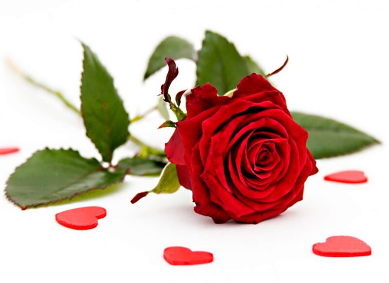 Red Rose with Heart Shapes