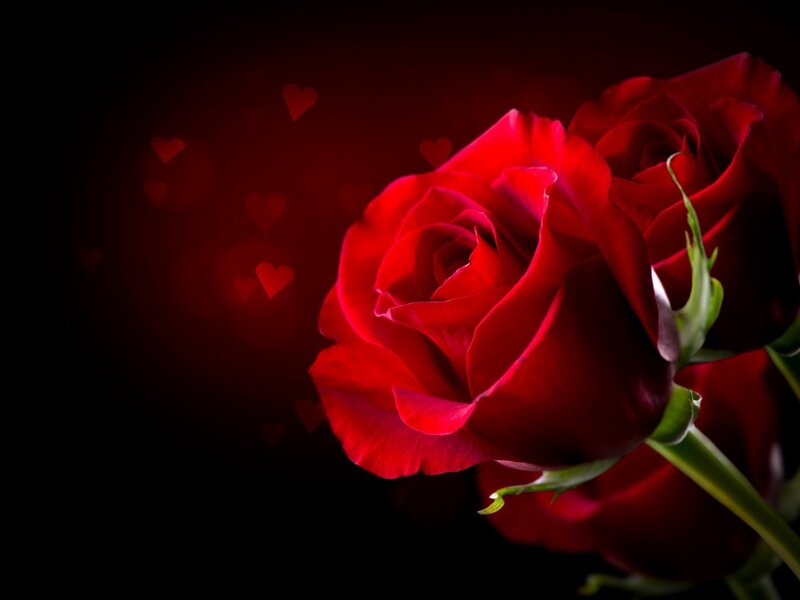 Red Rose with Hearts — Romantic, Photograph, Stem