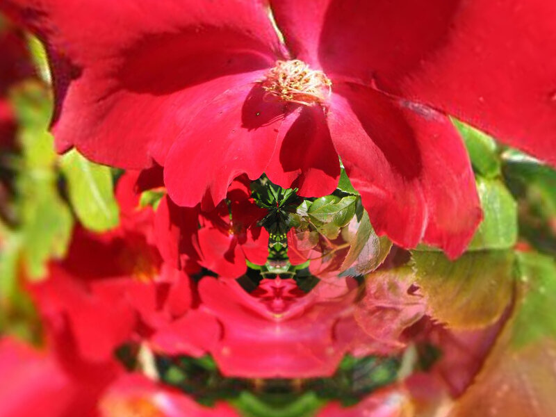 Red rose with kaleidoscopic effect